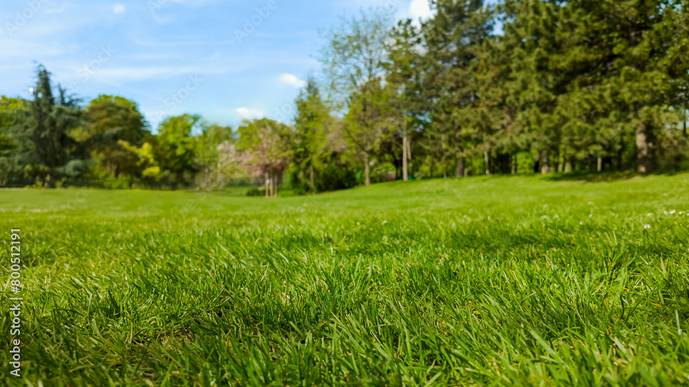 Fototapeta premium Lush green park lawn in spring with vibrant grass and serene trees, ideal for Earth Day and environment-related concepts
