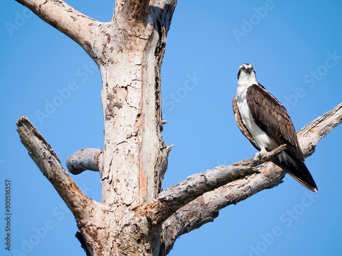 A Beautiful Osprey Perched in a Dead Tree