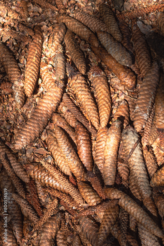 Pine cones on the ground background image, spring season theme Pine cones on the ground background image, spring season theme