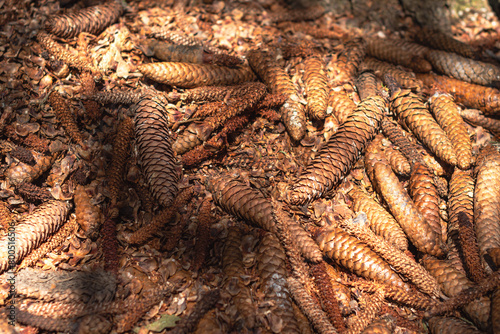 Pine cones on the ground background image, spring season theme 