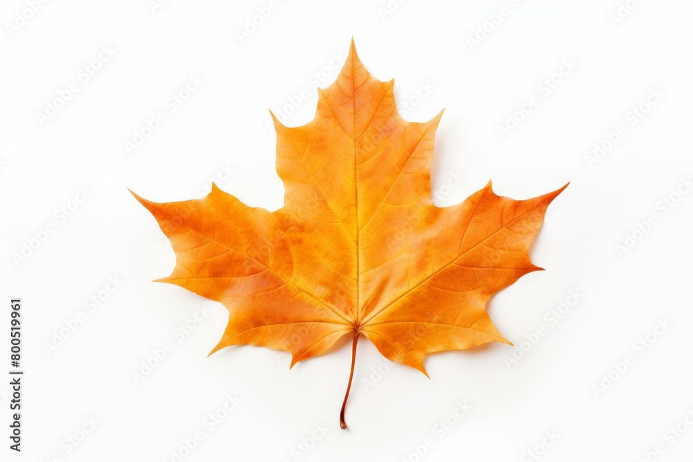 A single leaf of a maple tree is shown in full color A single leaf of a maple tree is shown in full color