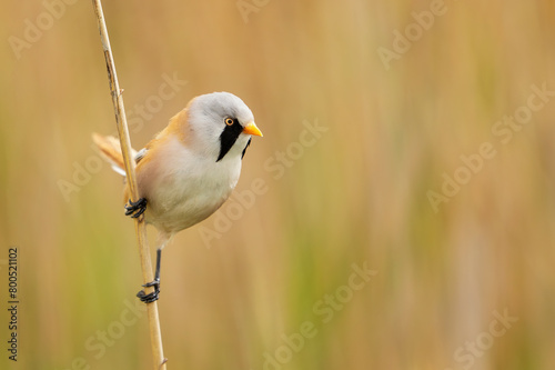 Bird male bearded tit sits on a reed. Panurus biarmicus
