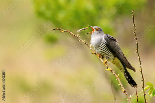 Common cuckoo Cuculus canorus in the wild