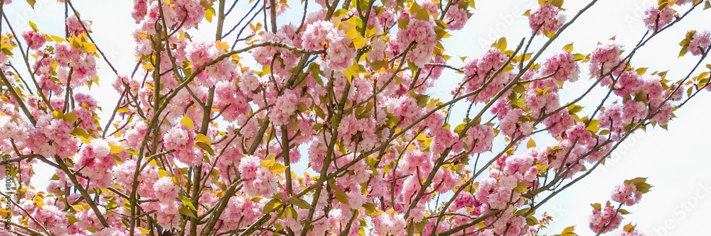 Vibrant pink cherry blossoms in full bloom against a bright sky, symbolizing spring and Hanami festivities, suitable for environmental and seasonal themes