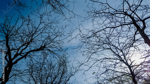 Silhouetted bare trees against a clear blue sky with sun flare  depicting winter or early spring  ideal for seasonal backgrounds or environmental concepts