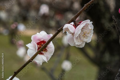 Plum blossoms at Osaka Castle, Osaka, Japan photo