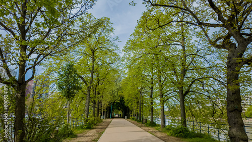 Serene tree-lined walkway beside a river in springtime, ideal for Earth Day themes and nature-related concepts