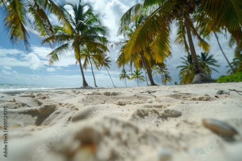 tropical beach with sand and coconut trees in low angle ground level view