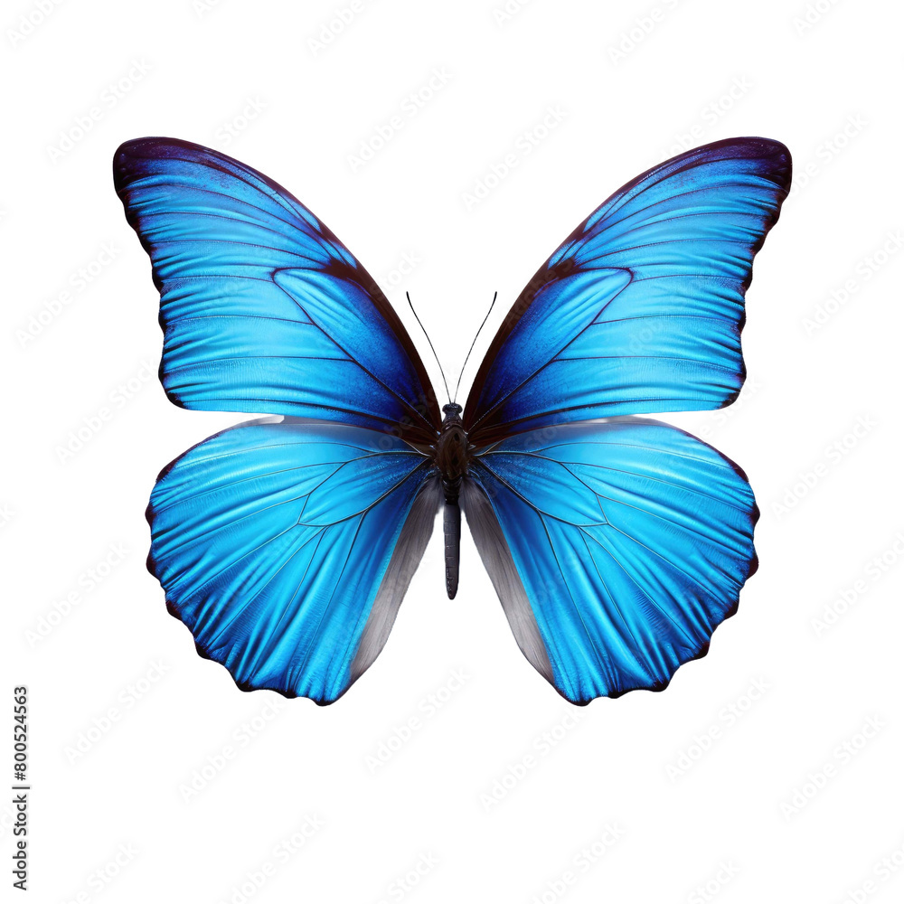 Fototapeta premium beautiful blue butterfly isolated on a transparent background 