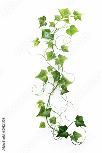 A green vine with leaves and a white background