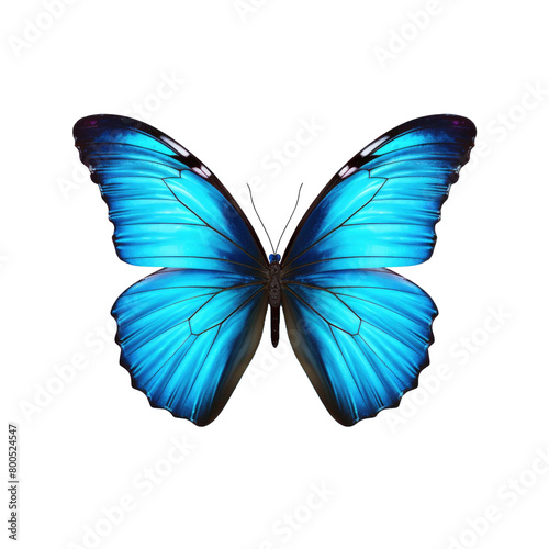 beautiful blue butterfly isolated on a transparent background  © PNG City