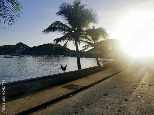 sun rising over Terre de Haut, les Saintes, with view of the bay and rooster  photo
