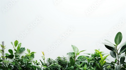 Wallpaper Mural Greenery white background with copyspace. Macro Business banner of Eco plants and herbs with blank place for text. Closeup Fresh Micro greens and superfood with copy space Torontodigital.ca