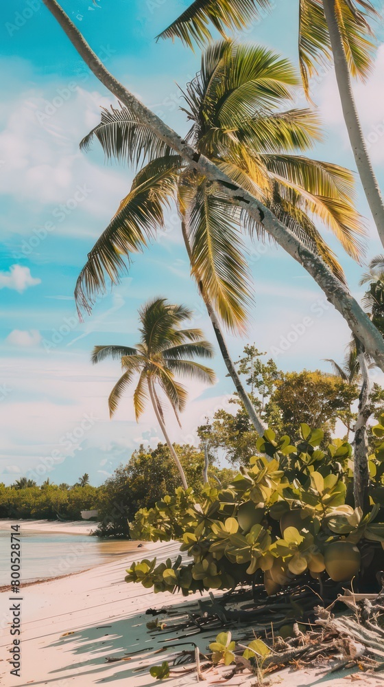 beautiful tropical beach with coconut trees and a warm sunny light beautiful tropical beach with coconut trees and a warm sunny light