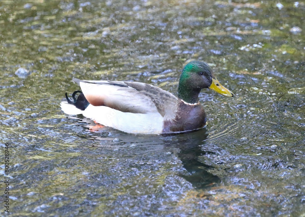 Obraz premium A Mallard Duck Swimming in Theta Pond on the Campus of Oklahoma State University in Stillwater