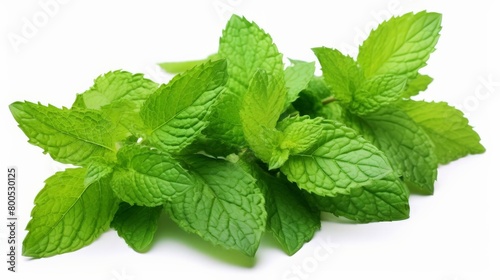 A bunch of fresh mint leaves are displayed on a white background