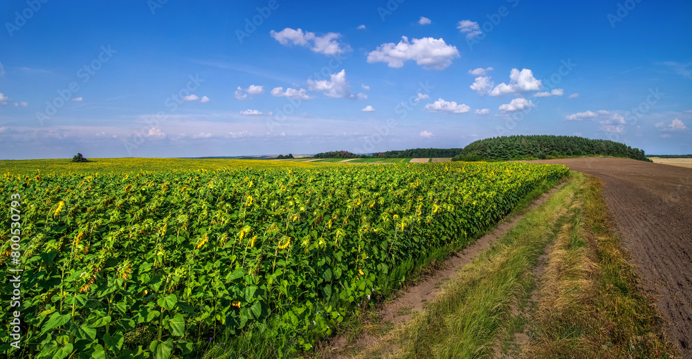 dirt road along the forest and fields with sunflowers at summertime