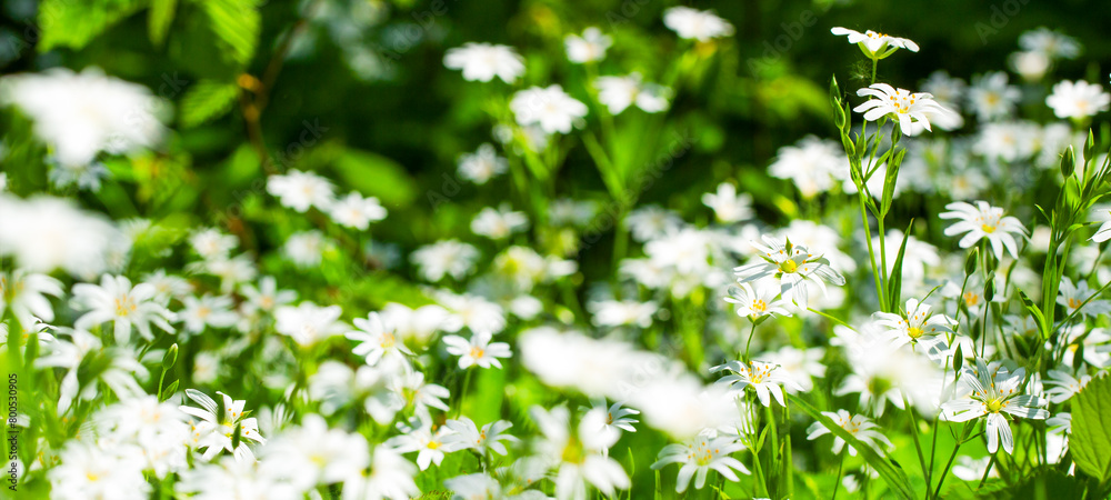 Beautiful panoramic natural spring summer background image with wild meadow in forest, young green lush grass with small white flowers close-up against a blurred forest background, banner Beautiful panoramic natural spring summer background image with wild meadow in forest, young green lush grass with small white flowers close-up against a blurred forest background, banner