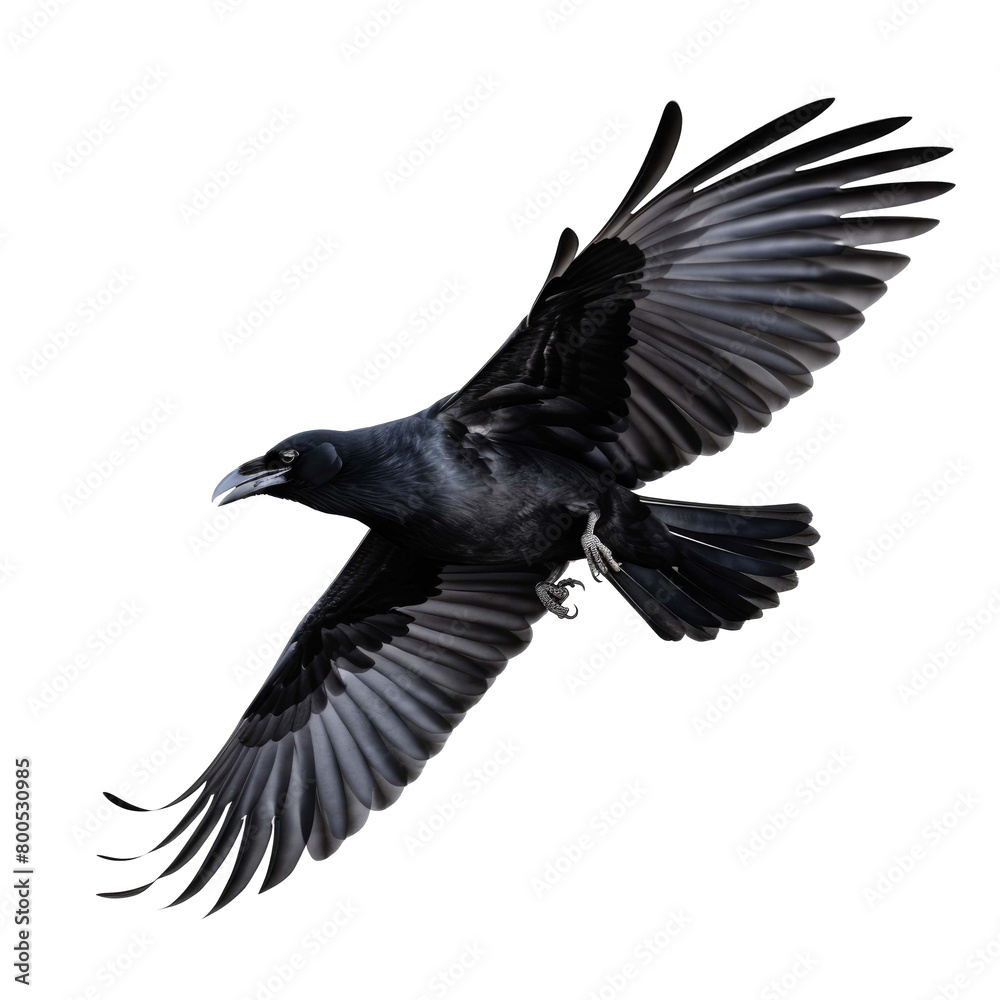 Fototapeta premium Black crow flying on a transparent background