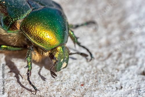 Close up of Green beetle insect (cetonia aurata)