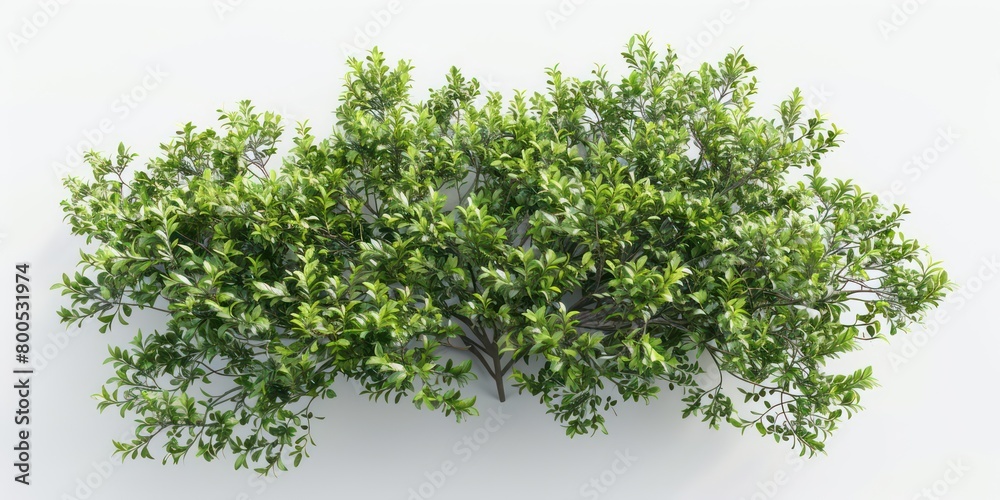 branched green park low bush isolated with a white background branched green park low bush isolated with a white background
