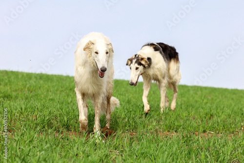 Two Russian greyhounds stand in a field, against the natural background of the field, during a walk. Active recreation concept with dogs.