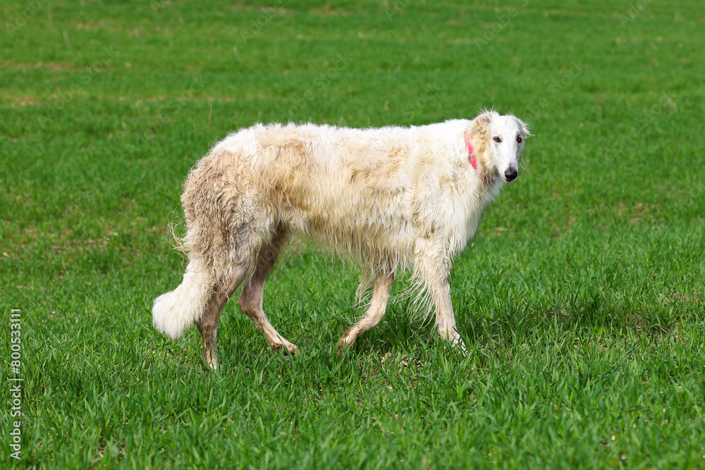 Obraz premium A white Russian greyhound runs across a field with green grass while walking outside the city.