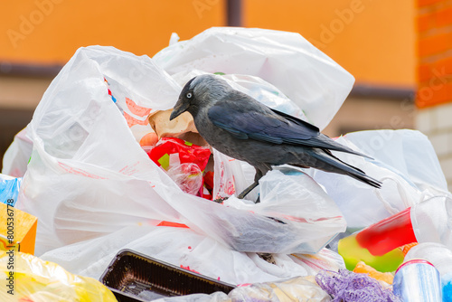 Wallpaper Mural A crow digs through unsorted discarded garbage in search of food. bird as a source of diseases and viruses Torontodigital.ca