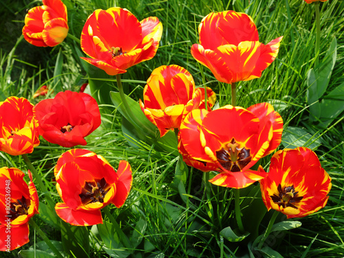red and yellow Dutch tulips bloomed in spring in the park