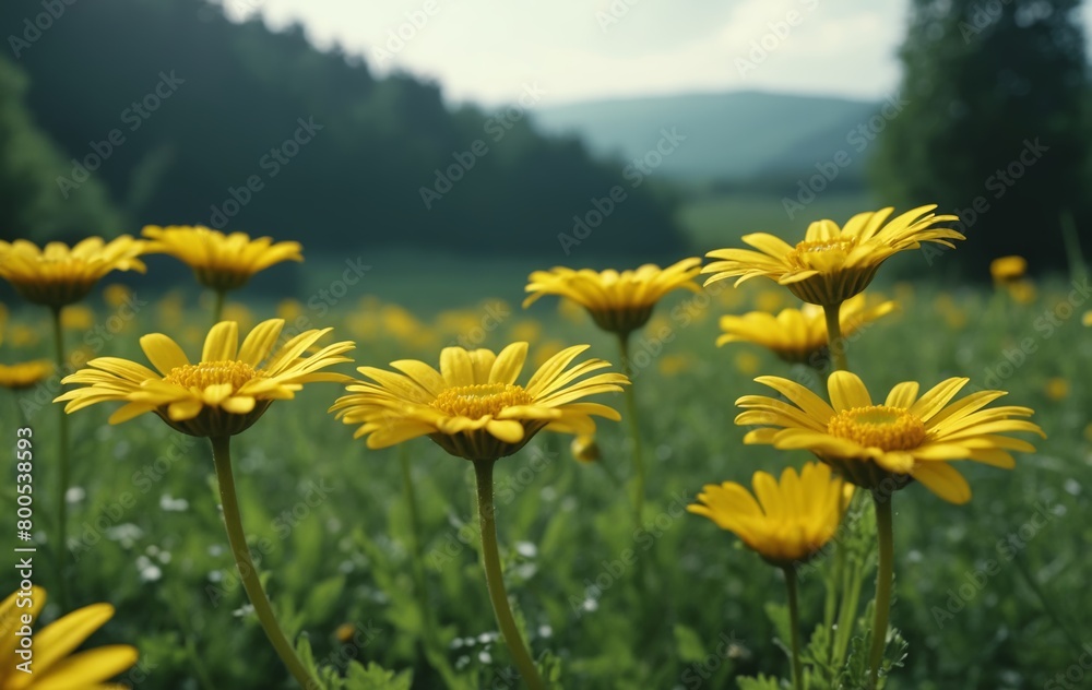 Yellow daisies in the meadow in front of a forest