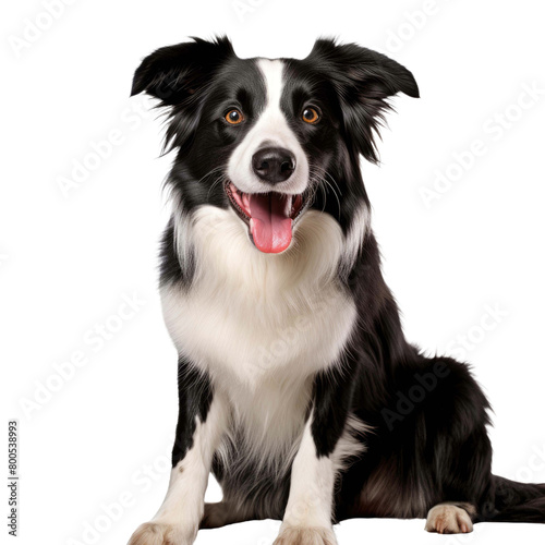 Border Collie Cute dog on a transparent background © PNG City