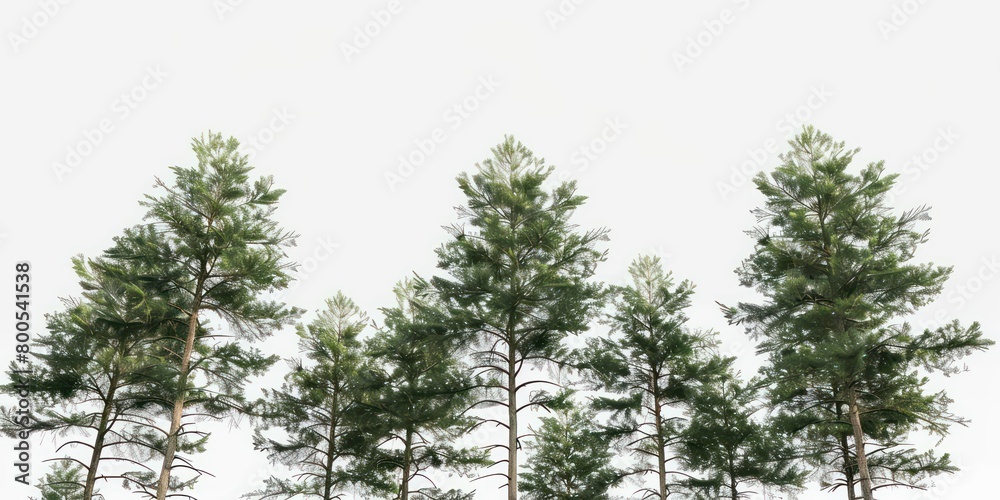 Fototapeta premium tall tree line isolated on a white background