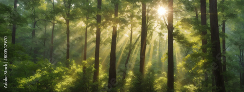 High-angle shot capturing the sun s rays streaming through the verdant canopy of a forest.