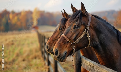 Two brown horses with bridles in a field and brown fence, closeup