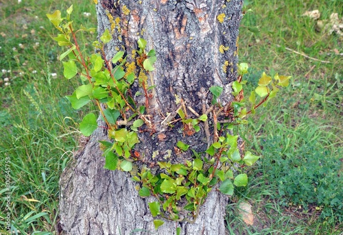 Branch basal shoots - the twigs grow out of the tree trunk photo