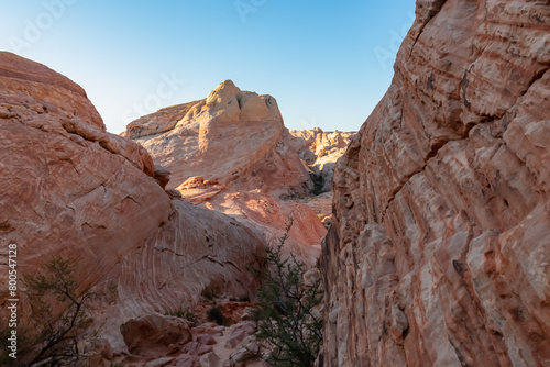 Panoramic sunrise view of arid landscape with striated red and white rock formations along the White Domes Hiking Trail in Valley of Fire State Park in Mojave desert  Overton  Nevada  USA. Road trip