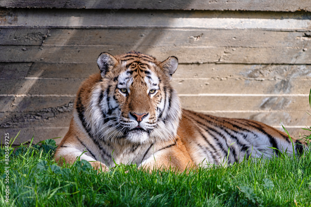 Obraz premium photographs of a tiger in the wild looking distracted and vigilant at the same time