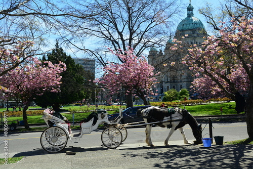 Horse and buggy in Victoria BC, Canada. Come to Victoria and ride the horse and buggy for a great time.