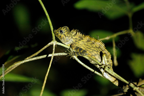 Borneo Anglehead Lizard (Gonocephalus bornensis, aka Borneo Forest Dragon) on a Branch. Sepilok, Sabah. Borneo, Malaysia photo