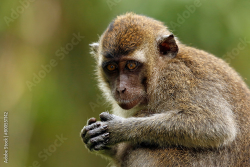 Close-up of a Juvenile Long-tailed Macaque (Juvenile Long-tailed Macaque, aka Crab-eating Macaque). Kinabatangan River, Sukau, Sabah Borneo, Malaysia photo