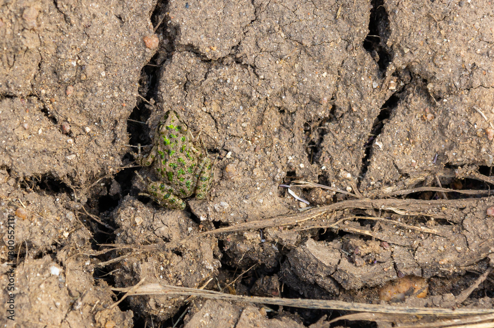 Spanish Midwife Toad in its Natural Habitat.