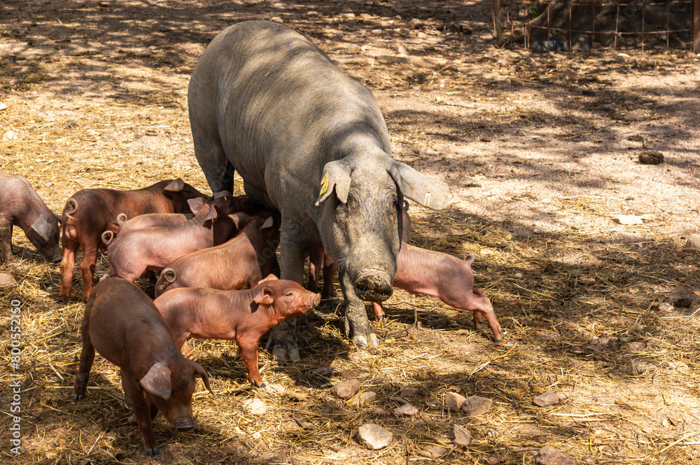 Maternal care: Iberian sow in the foreground, with her piglets around. Maternal care: Iberian sow in the foreground, with her piglets around.