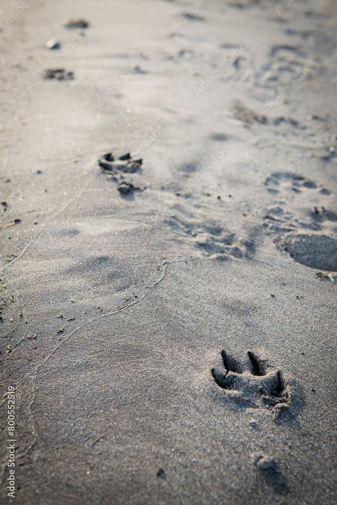 Dog pawprints in the sand on the beach Dog pawprints in the sand on the beach