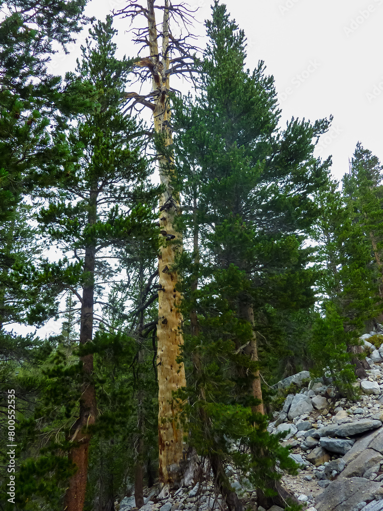 Fototapeta premium Colorful dead tree trunk in dried up meadow in Yosemite National Park, California, USA. Most of California is in exceptional drought, highest classification of drought. Wild fires and climate change
