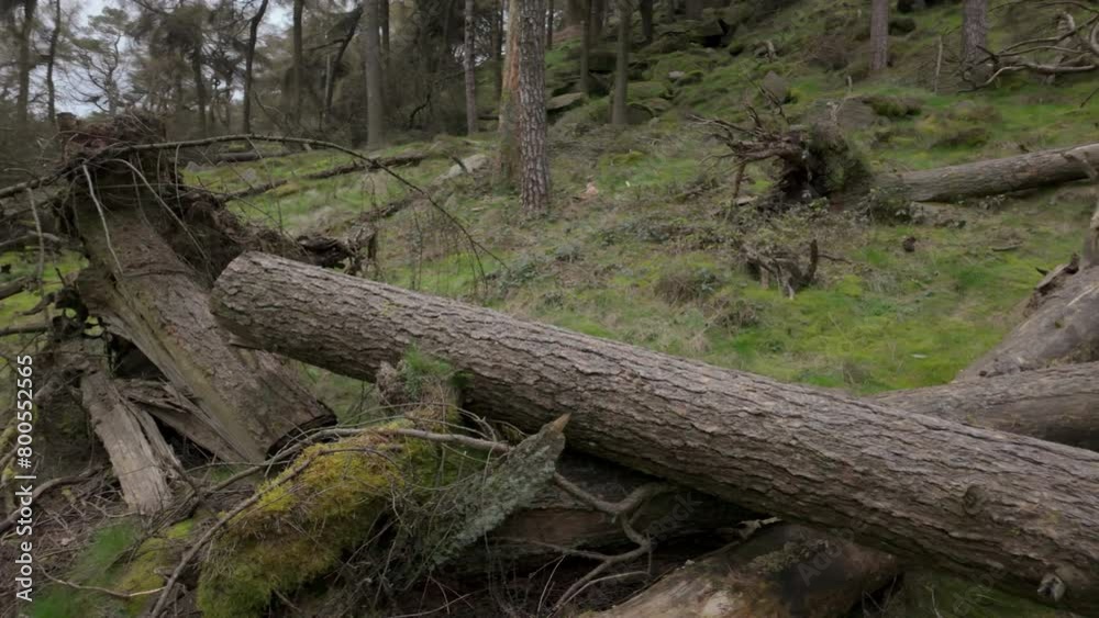 Pine woodland storm damage in the Peak District National Park Pine woodland storm damage in the Peak District National Park