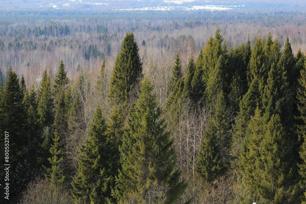 forest in the morning