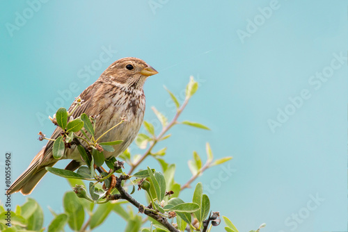 A corn bunting resting om a tree. Spring time in Greece. Emberiza calandra. photo