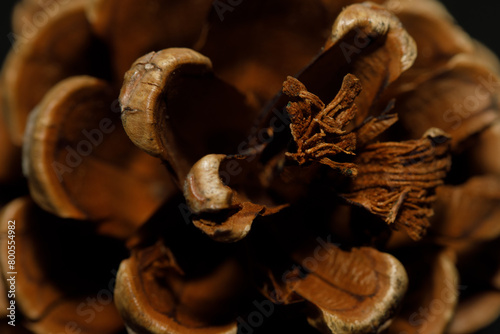 Pine cone