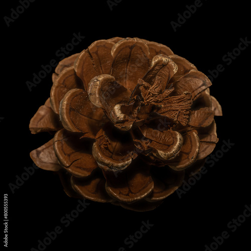 Pine cone
