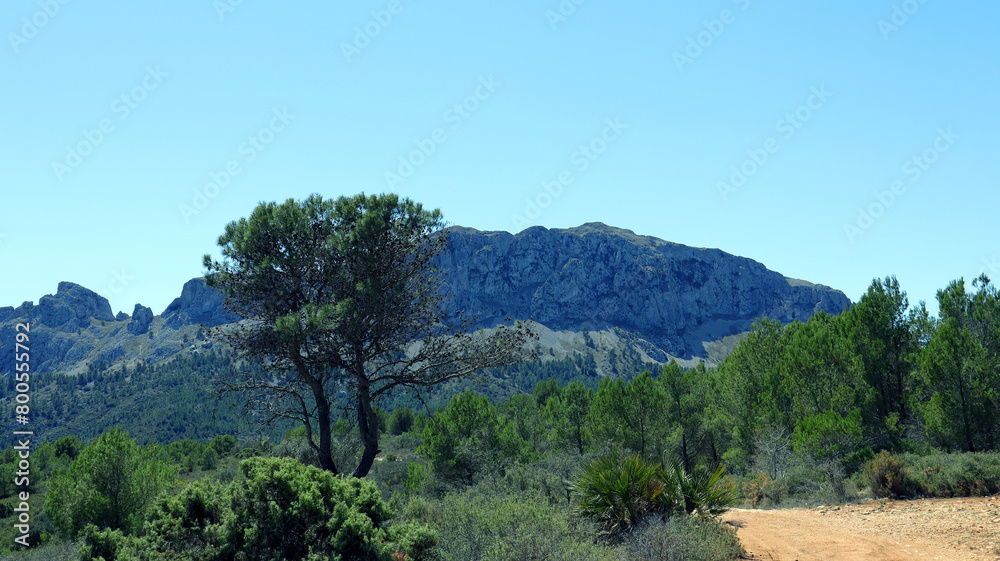 Beautiful mountain landscape, typical Spanish vegetation pine, juniper, palm trees, blue sky, sun, great place for relaxation and walks, Bernia mountains, Alicante province 